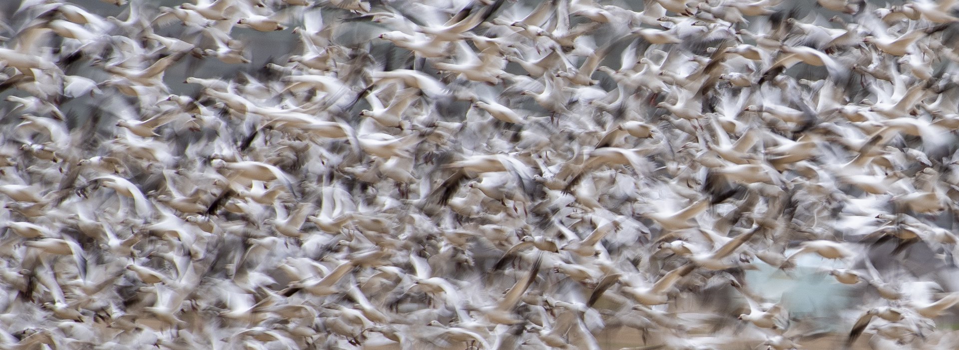 Snow Geese